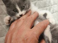 British shorthair yavru 50 günlük