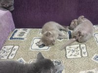 British Shorthair Kediler