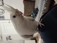 Full Evcil Beyaz Albino Sultan Papağanı