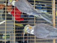 3 Aylık Sultan Papağanları