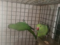 Pakistan Papağanlar