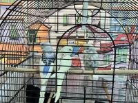 3 adet yavru muhabbet kuşu