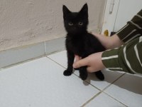 Ücretsiz yavru kedimiz