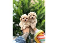 Ev Ortamında Poodle Yavrular