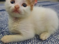 Ücretsiz Kedimizi Sahiplendirme