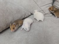 Yavru suriye hamsterleri