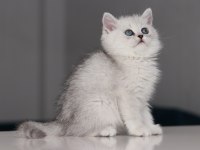 Full Şecereli Babadan Teslime Hazır Dişi British