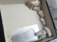 Yavru Hamsterlar Yeni Sahibini Bekliyor