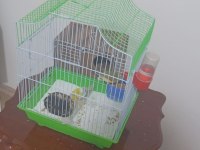 Bir Çift Yavru Yumurta Garantili Golden Finch