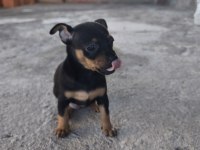 Sıfır Numara Minyatür Pinscher