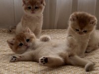 British Shorthair Golden Yavru