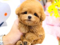 Toy Poodle Yavru 2 Aylık