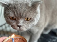 Kısırlaştırılmış British Shorthair 4 Yaşında