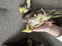 1 Aylık Sultan Papağanı Yavrularımız