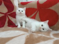 British shorthair kar topları