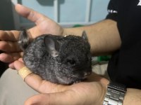 Prehistoricpets Güvencesi İle Velvet Mutasyon Chinchilla