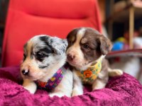 Akıllı Ve Sevecen Border Collie Yavrular İlanda