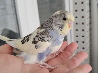 Renk Güzeli Erkek Bebek Muhabbet Kuşumuz