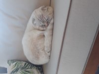 Scottish Fold Erkek Kedimiz