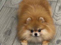 Orjinal Pomeranian Boo