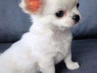 Beyaz Uzun Tüylü Erek Chihuahua Yavrusu