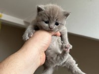 Safkan British Shorthair Gri Yavrular