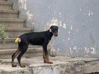 Estetiği Yapılmış Doberman Tüm Aşıları Yapılmıştır