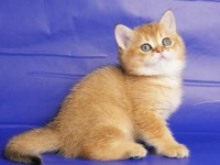 British Shorthair Yavruları
