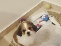 Mersin Cavalier King Charles Erkek Yavrular