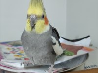 Ev Bakımlı Temiz Eş Kuşlar