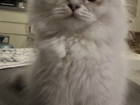 Golden Point Scottish Fold Longhair