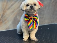 Köpeğimize gerçekten insan gibi sevecek sıcak bir yuva arıyoruz