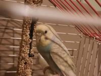 Jumbo Dişi Muhabbet Kuşu