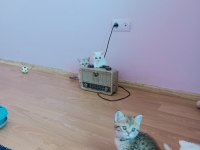 British Shorthair Yavrularımız Oyuncu