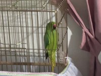 Pakistan Papağanı Kafesi Yemleri Her Şey Dahil Erkek