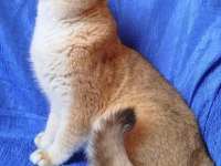 British Shorthair Erkek Ny12 Kısır Değil