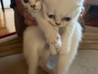 British Ve Scottish Kediler