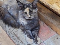 Maine Coon Yavruları