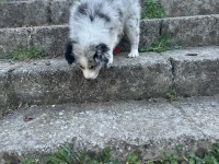 Sağlıklı safkan border collie bebekler