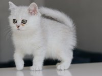 Full Şecereli Babadan Teslime Hazır Erkek Kedimiz