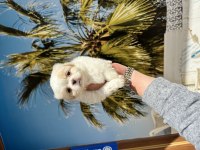 Irk Ve Sağlık Garantili Mini Ev İçin Pekinez Bebekler