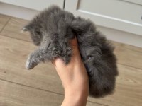 British Longhair Yavru Kedimiz