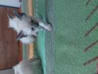 Safkan Siyam Kedisi Bebekler