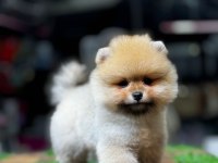 Teddy bear pomeranian boo