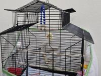 Sultan Papağanı 1 Yaşında