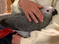 Full eğitimli jako papağanı yavru