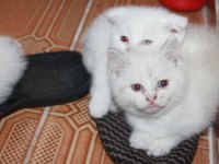 Safkan Beyaz British Shorthair Yavrularımız Yeni Yuvalarını Arıyor!