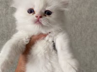 A kalite british yavrularımız yeni yuvalarına kavuşmayı bekliyor