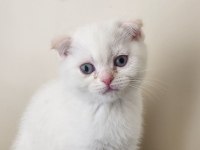 Scottish Fold Blue 2 Aylık