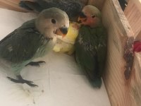 Bebek Papağanlar Hazır